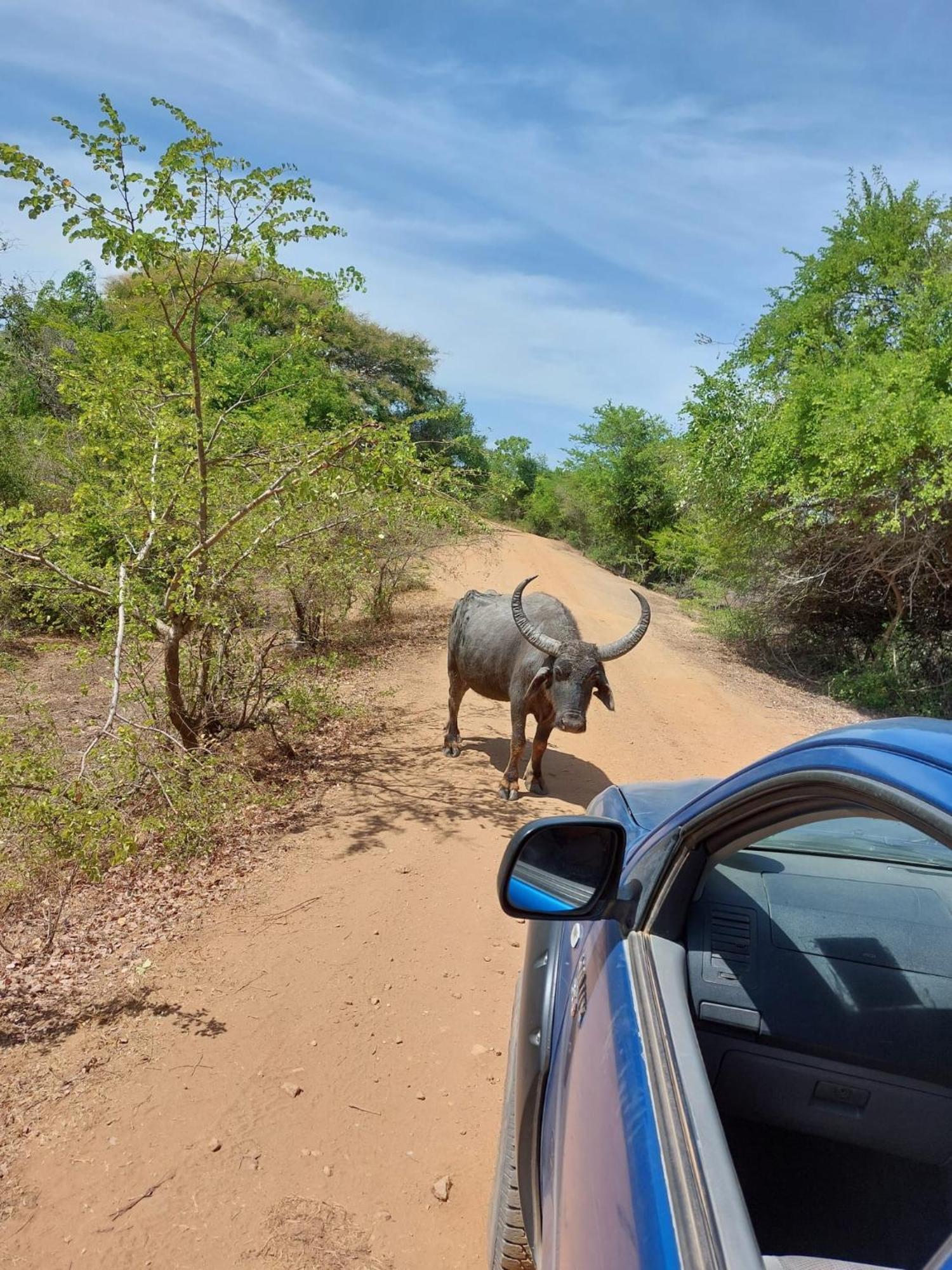 Suduweli Beauties Of Nature - Yala Kirinda  Exterior foto